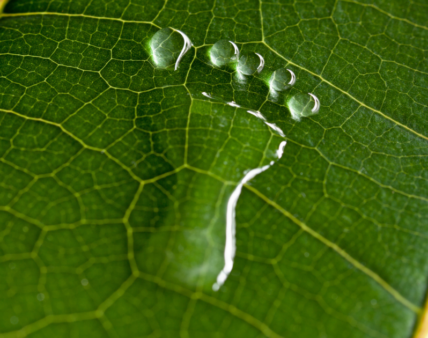 Konferencja Plant-Powered Perspectives – będziemy tam!