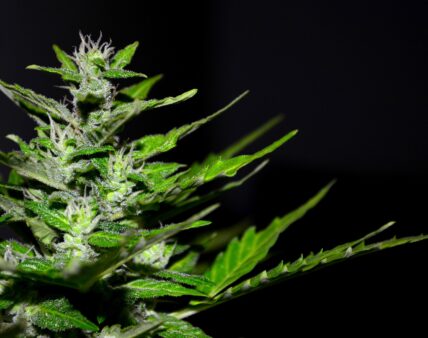 Ziele konopi włóknistych jako nowa żywność?