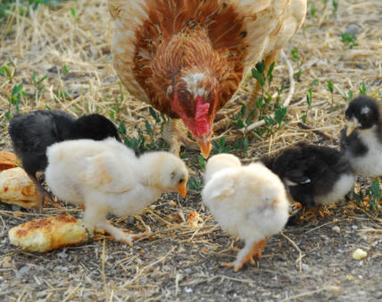 Przeznaczanie produktu spożywczego na cele paszowe