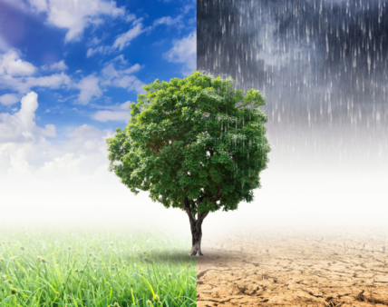 Debata: Nasze drogie tanie jedzenie