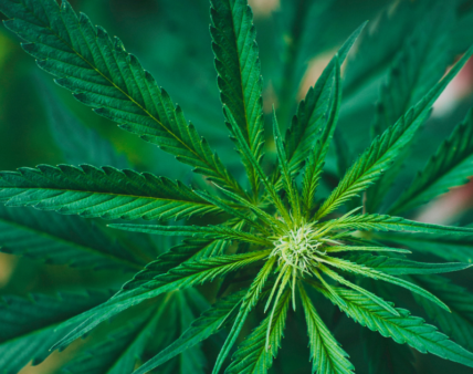 Forum Rozwoju Branży Konopnej KANABIZ