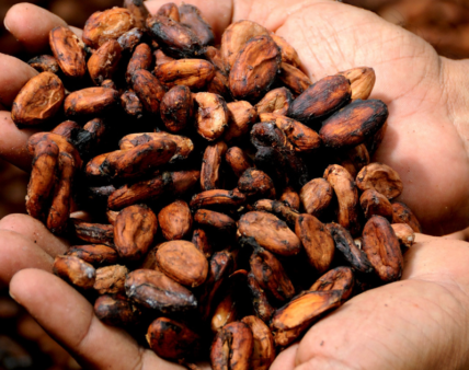 Masa kakaowa czy miazga kakaowa?