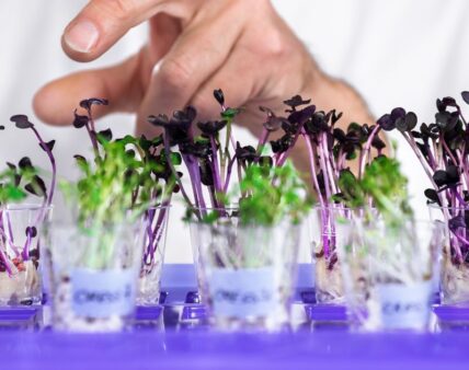 FoodLaw wspiera akcelerator start upów z branży spożywczej