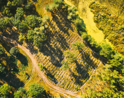 EUDR – wykaz krajów o niskim i wysokim ryzyku