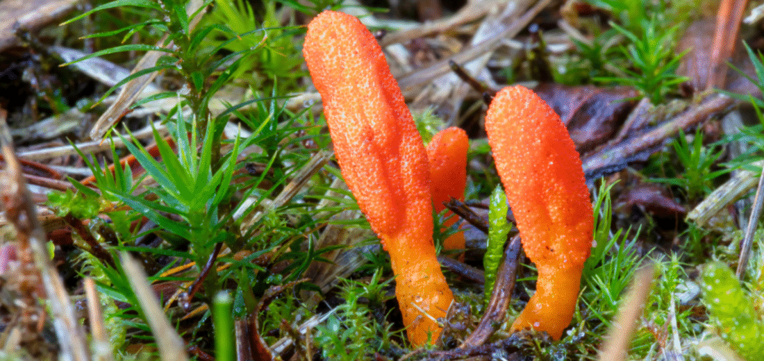 Grzyb maczużnik bojowy (Cordyceps militaris). Nowy projekt przepisów