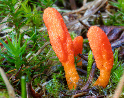 Grzyb maczużnik bojowy (Cordyceps militaris). Nowy projekt przepisów