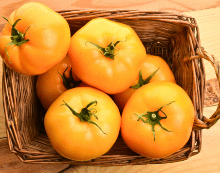 NOWE NOVEL FOOD W UE!