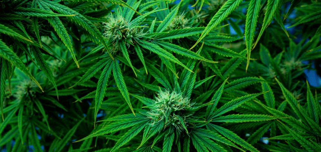 EFSA ustala bezpieczny poziom spożycia Δ8-THC. Co to oznacza dla branży konopnej i spożywczej?