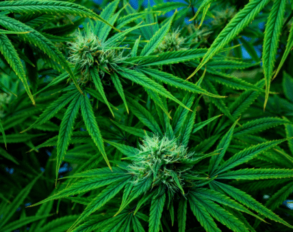 EFSA ustala bezpieczny poziom spożycia Δ8-THC. Co to oznacza dla branży konopnej i spożywczej?