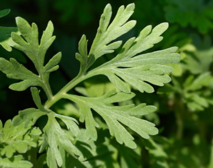 Nowa uchwała krajowego Zespołu do spraw Suplementów Diety!