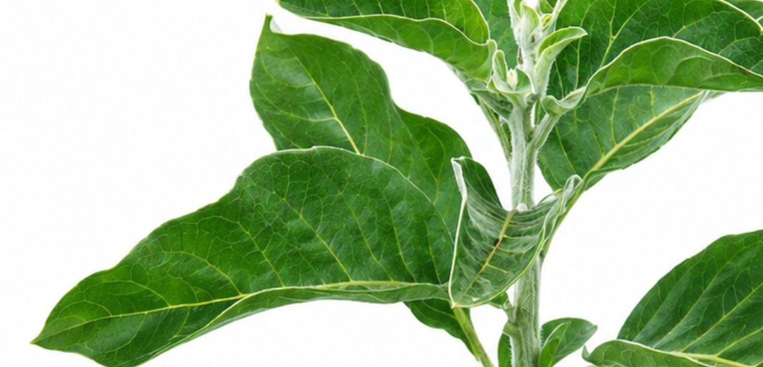 Ashwagandha. Jedna roślina. Wiele stanowisk naukowych.