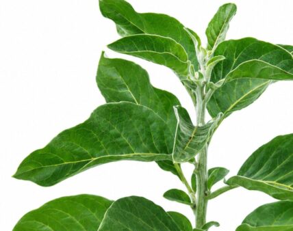 Ashwagandha. Jedna roślina. Wiele stanowisk naukowych.